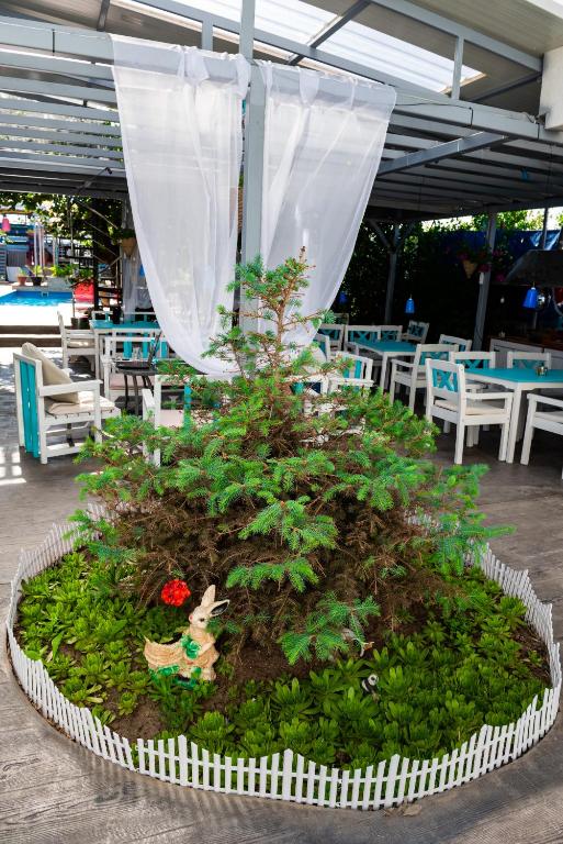 Curte - plante decorative